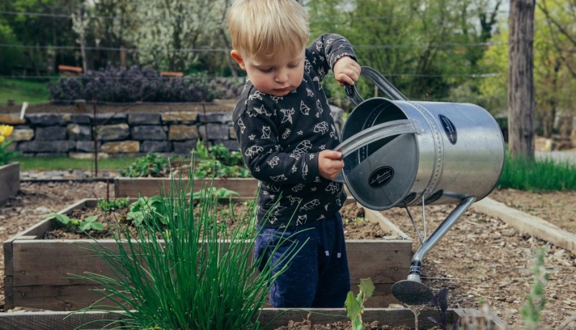 Criança branca de 2/3 anos, com cabelo loiro claro, vestindo uma jardineira jeans escura e uma blusa, segura um regador de jardim prateado com as duas mãos, enquanto molha a vegetação de uma horta.